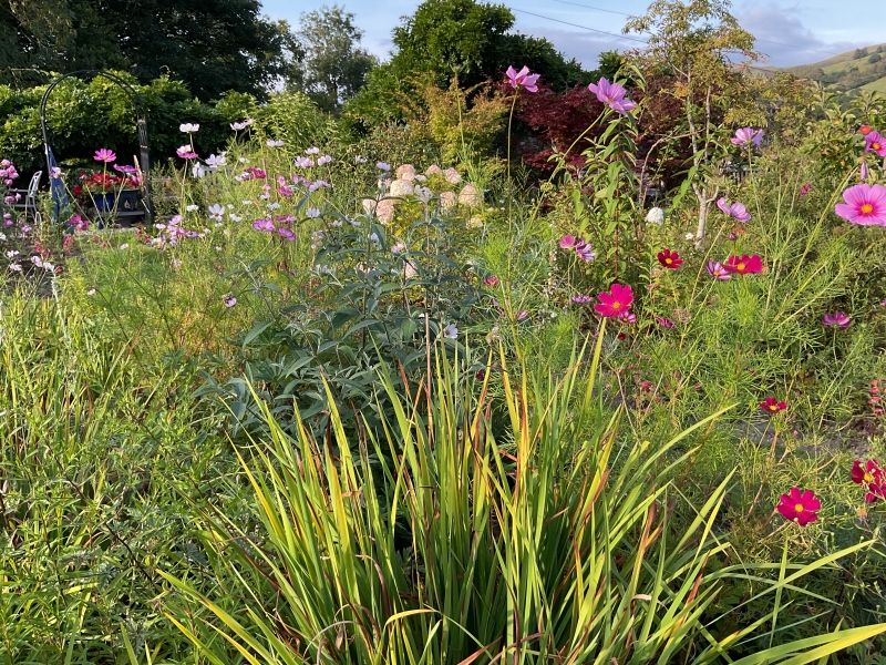 Aberangell Village Gardens